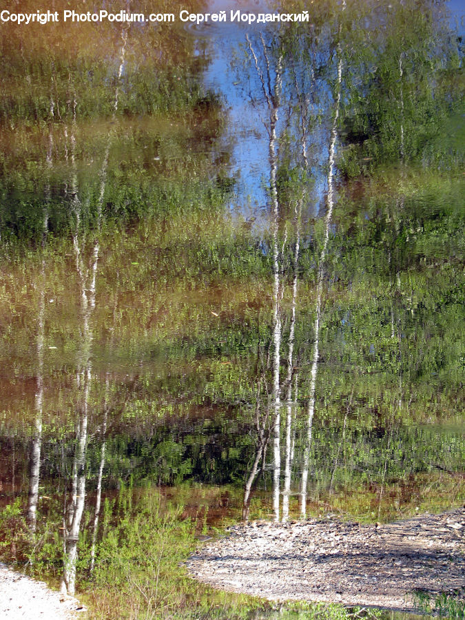 Birch, Tree, Wood, Fountain, Water, Land, Marsh