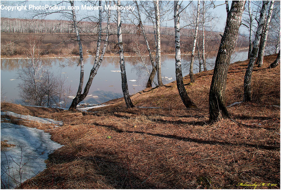 Birch, Tree, Wood, Oak, Plant, Land, Marsh