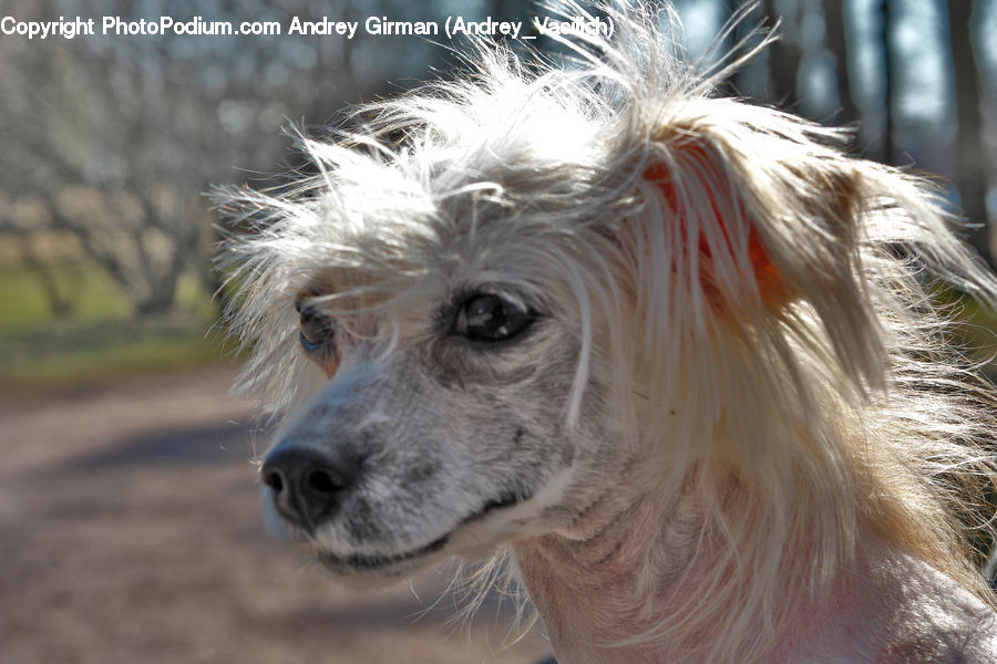Animal, Canine, Dog, Mammal, Pet, Terrier