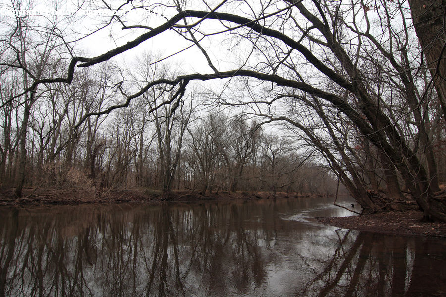Plant, Tree, Willow, Canal, Outdoors, River, Water