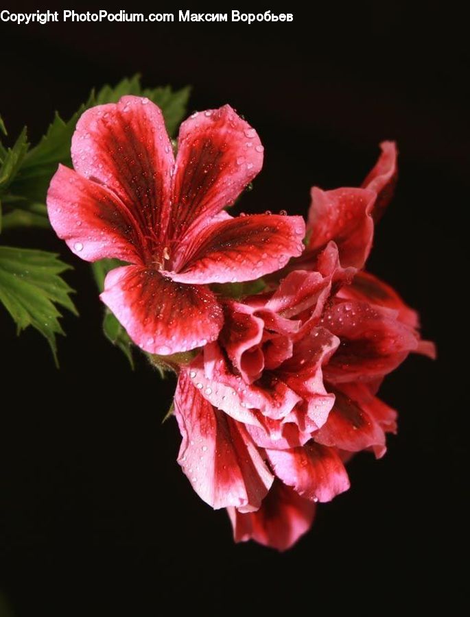 Blossom, Flora, Flower, Geranium, Plant, Hibiscus, Poppy