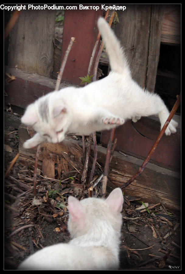 Animal, Cat, Pet, Siamese, Canine, Dog, Eskimo Dog
