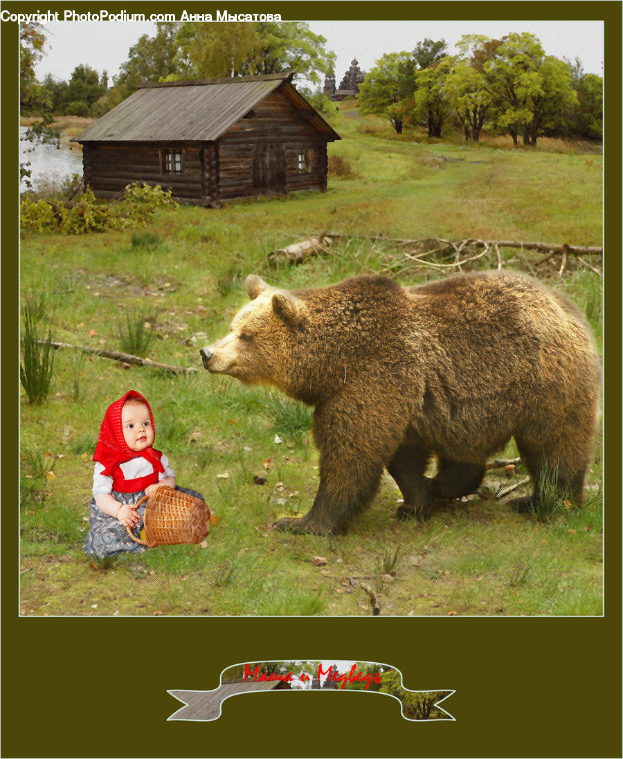 People, Person, Human, Animal, Bear, Brown Bear, Mammal