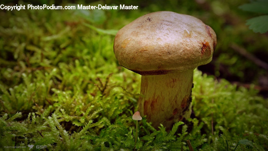Agaric, Amanita, Fungus, Mushroom, Plant, Moss, Field