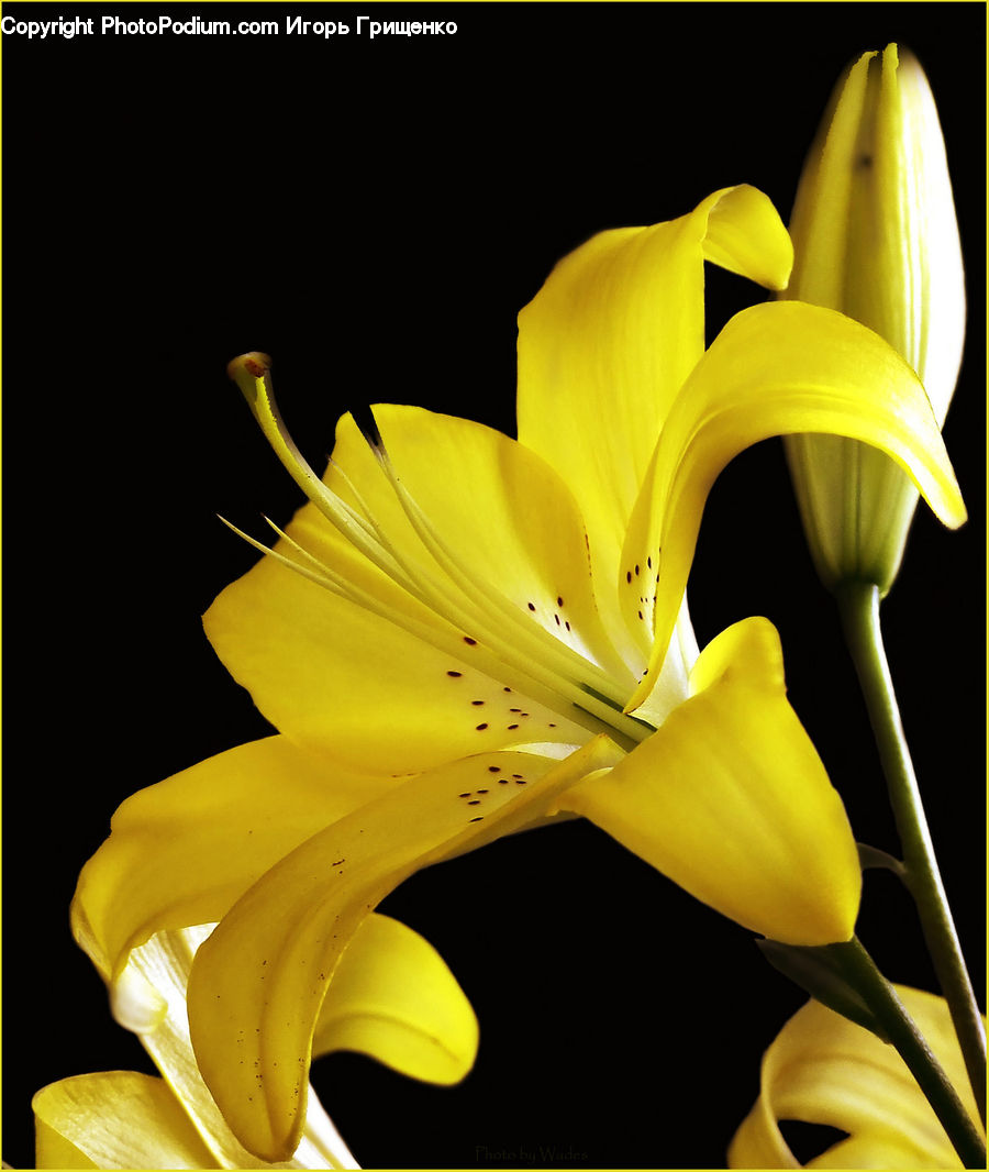 Flora, Flower, Lily, Plant, Gladiolus, Blossom, Daffodil