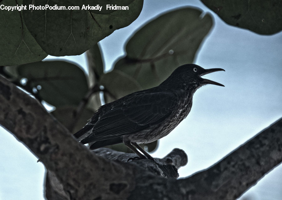 Bird, Quail, Blackbird, Crow