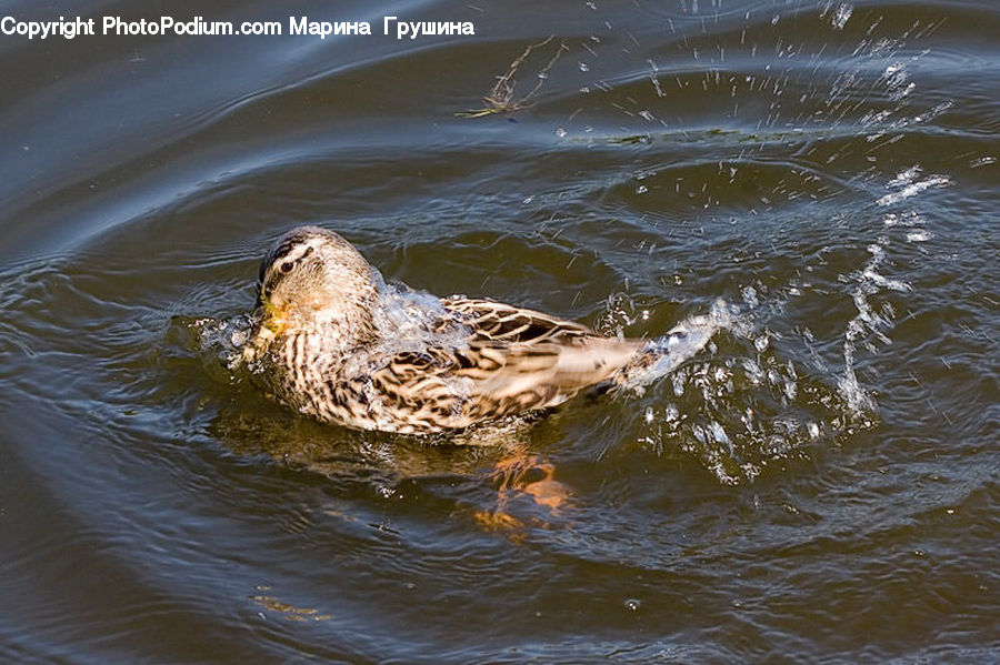 Bird, Duck, Teal, Waterfowl, Bird Nest, Nest, Buzzard