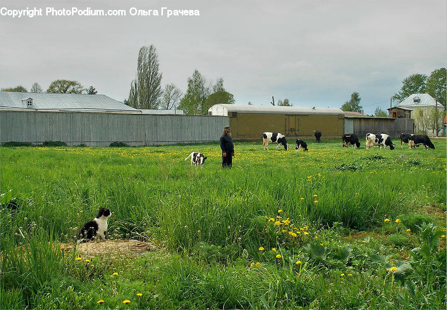 Field, Grass, Grassland, Land, Outdoors, Plant, Tree