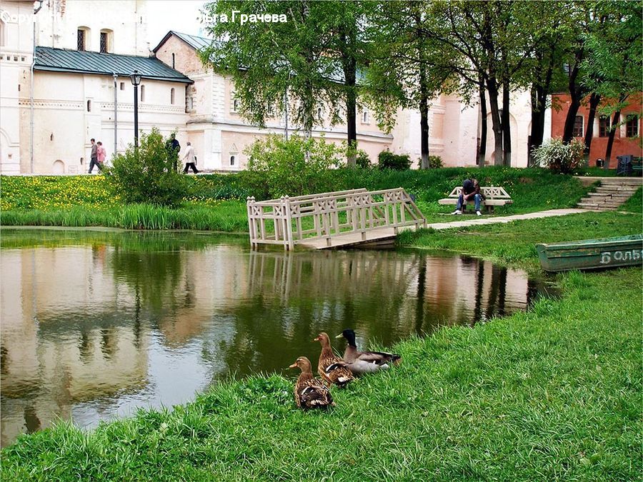 Bird, Duck, Teal, Waterfowl, Goose, Outdoors, Pond