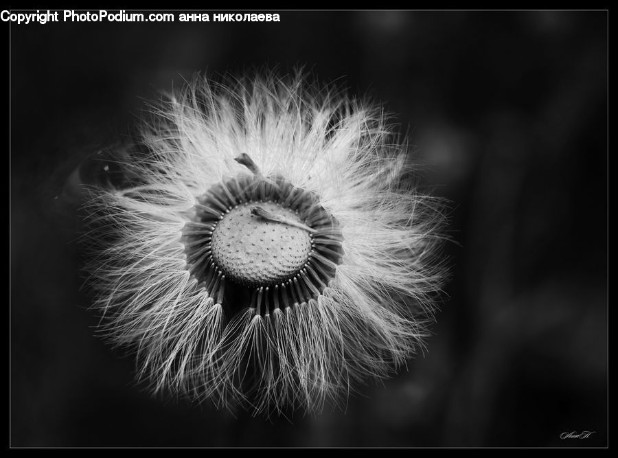 Dandelion, Flower, Plant, Blossom, Flora