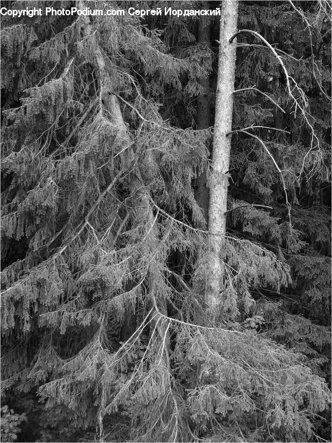 Forest, Vegetation, Conifer, Fir, Plant, Tree, Grove