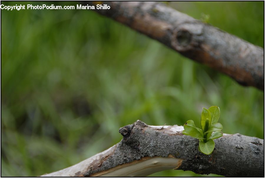 Plant, Sprout, Potted Plant, Soil, Leaf, Blossom, Flora