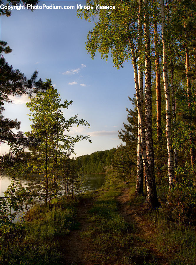 Birch, Tree, Wood, Conifer, Fir, Plant, Forest