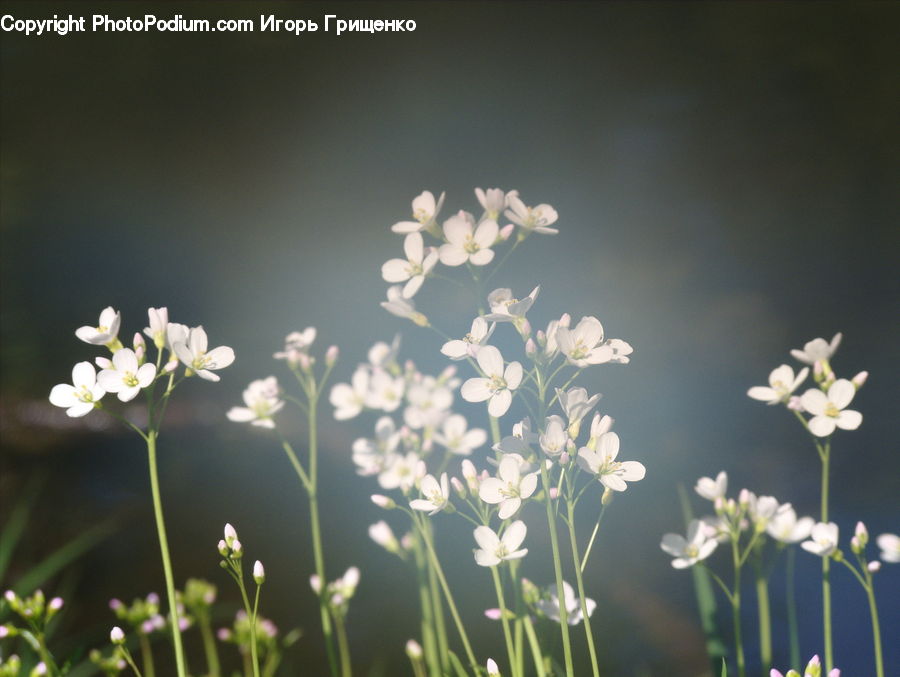 Dill, Plant, Daisies, Daisy, Flower, Blossom, Flora