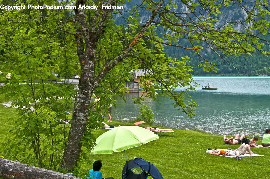 Camping, Fern, Plant, Tent, Tree, Forest, Jungle