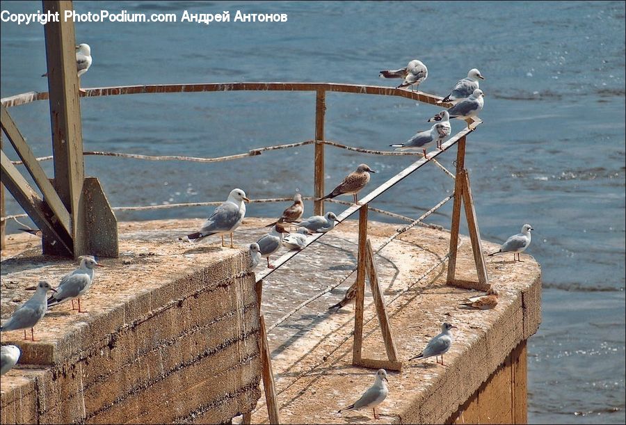 Bird, Booby, Dove, Pigeon, Outdoors, Sea, Water