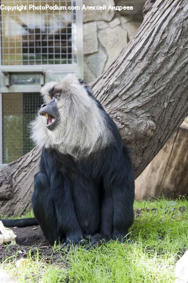 Animal, Ape, Mammal, Monkey, Zoo