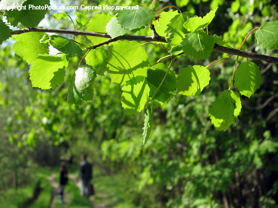 Fruit, Grapes, Forest, Jungle, Blossom, Flora, Flower