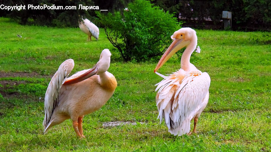 Plant, Potted Plant, Bird, Stork, Waterfowl, Beak, Pelican