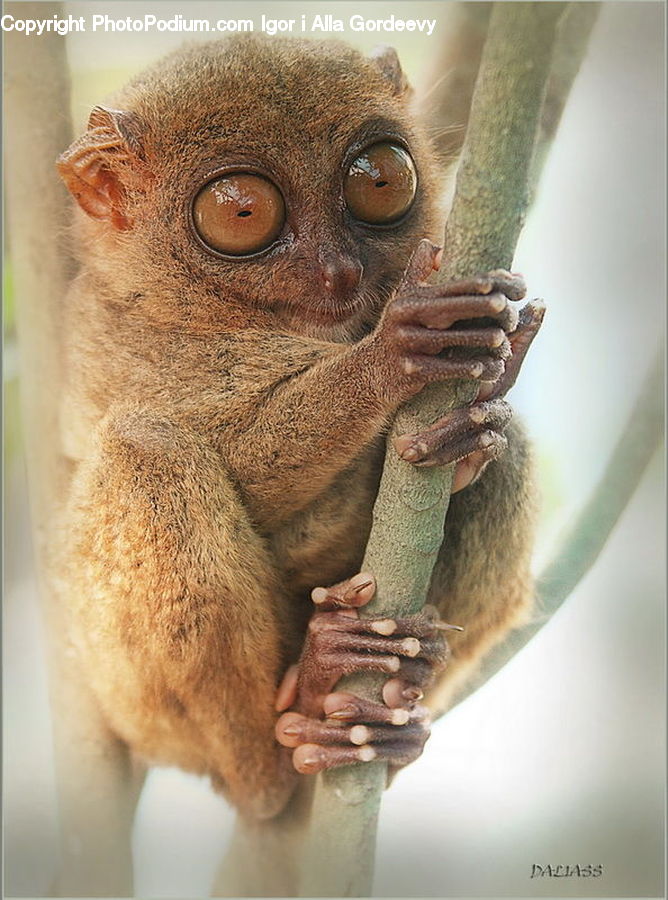 Animal, Mammal, Monkey