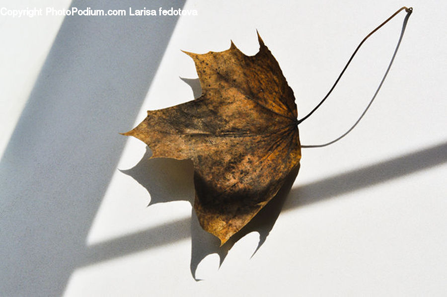 Maple, Maple Leaf, Plant, Animal, Bat, Racket, Butterfly