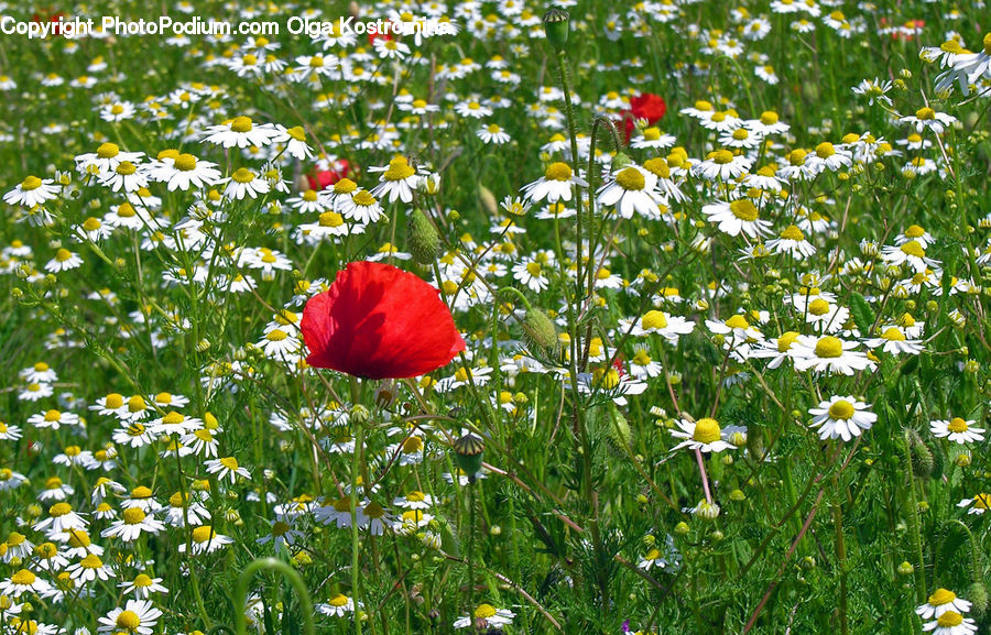 Blossom, Flora, Flower, Plant, Poppy, Daisies, Daisy
