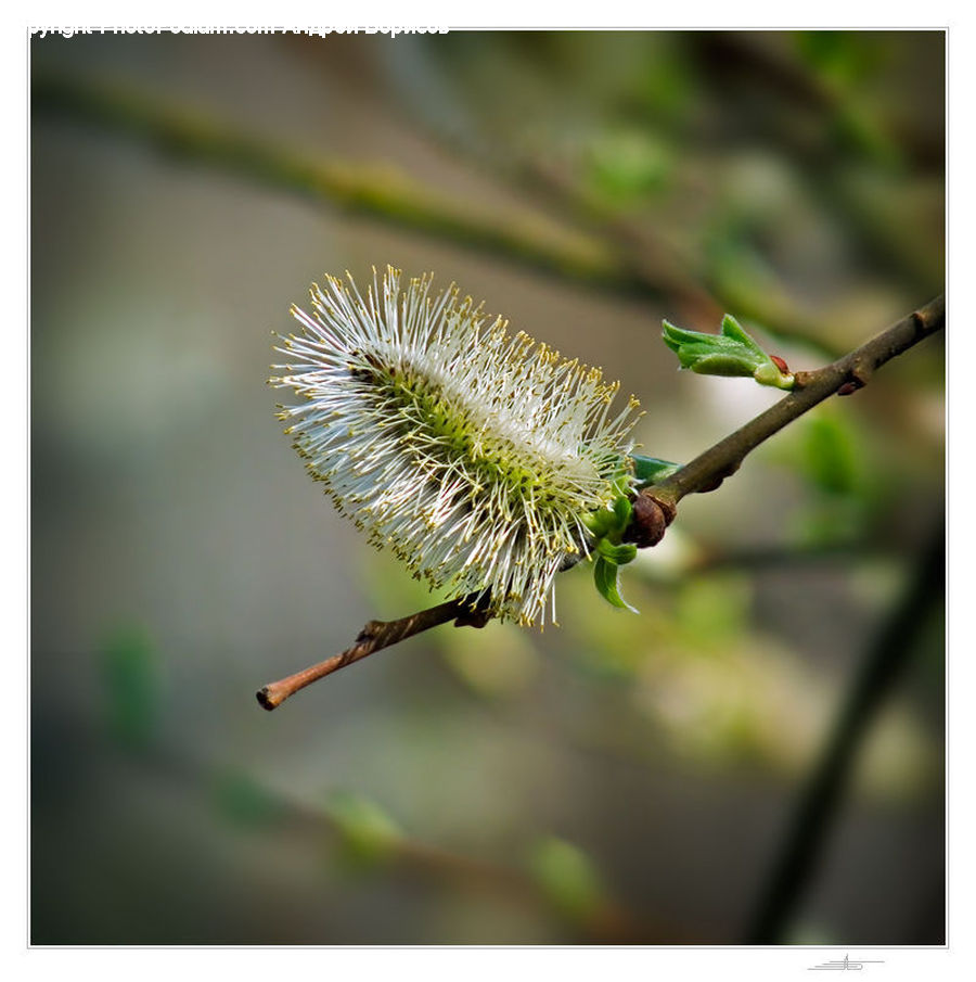 Blossom, Flora, Flower, Plant, Mimosa, Conifer, Fir
