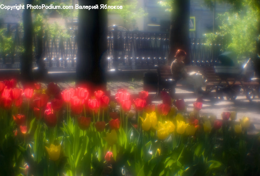 Blossom, Flora, Flower, Plant, Tulip, Flare, Light