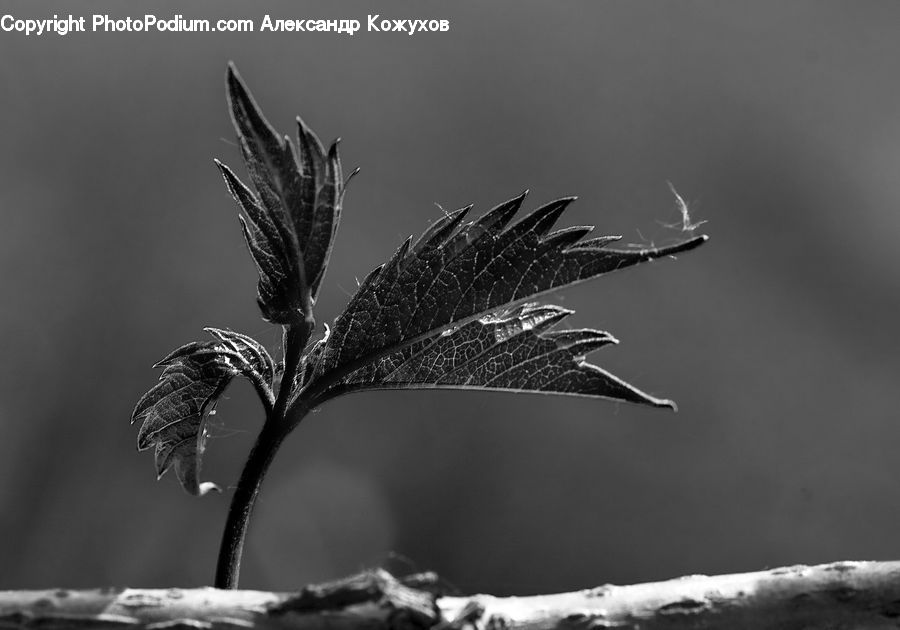 Conifer, Fir, Plant, Tree, Fern, Acanthaceae, Annonaceae