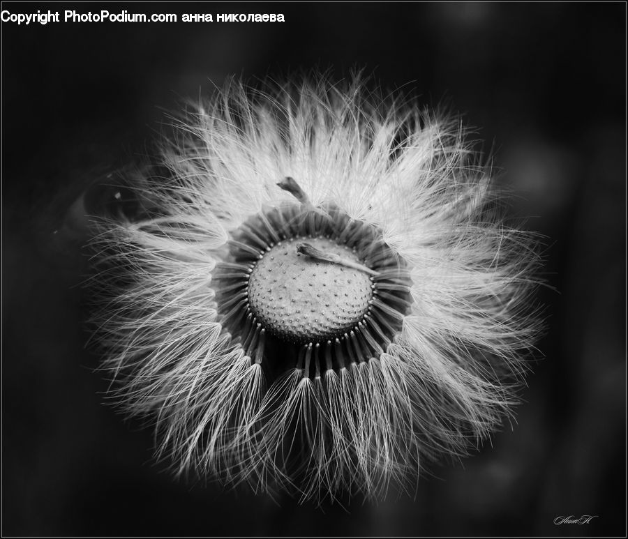 Dandelion, Flower, Plant, Blossom, Flora, Anemone, Anther