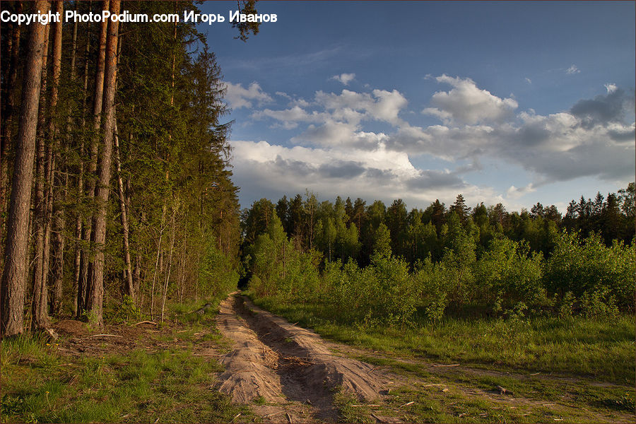 Dirt Road, Gravel, Road, Conifer, Fir, Plant, Tree