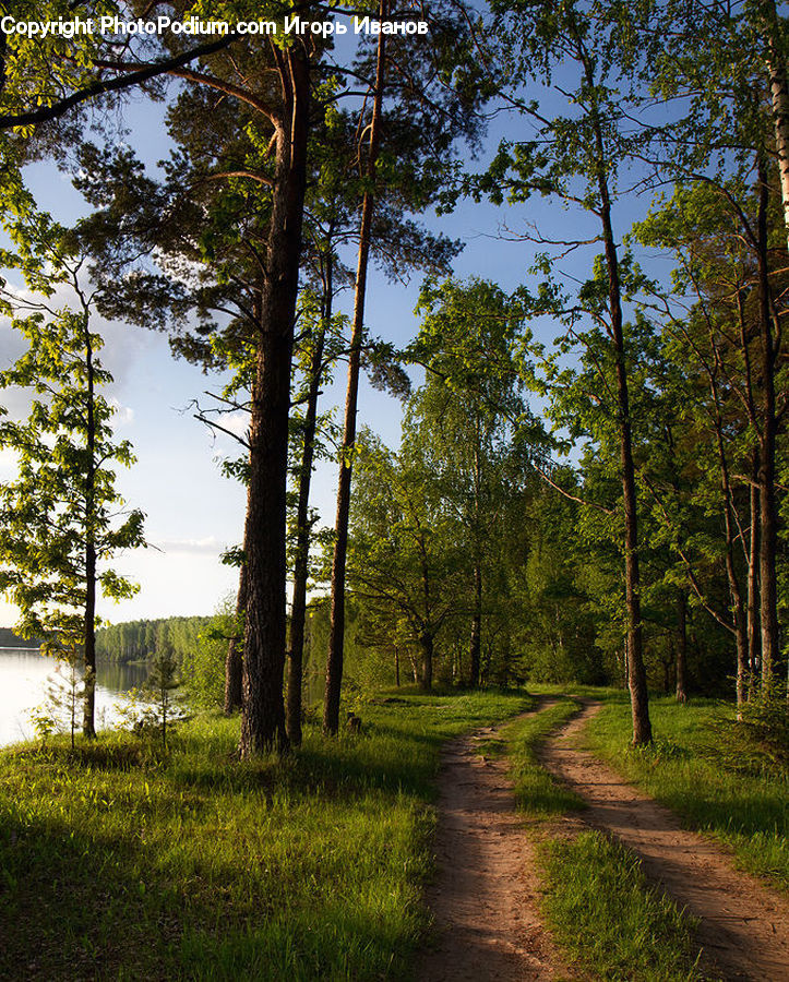 Dirt Road, Gravel, Road, Forest, Vegetation, Conifer, Fir