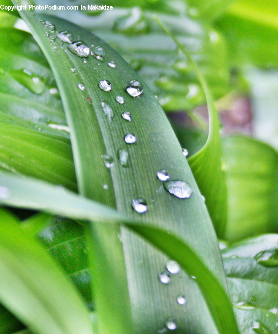 Flower, Lupin, Plant, Droplet, Field, Grass, Grassland