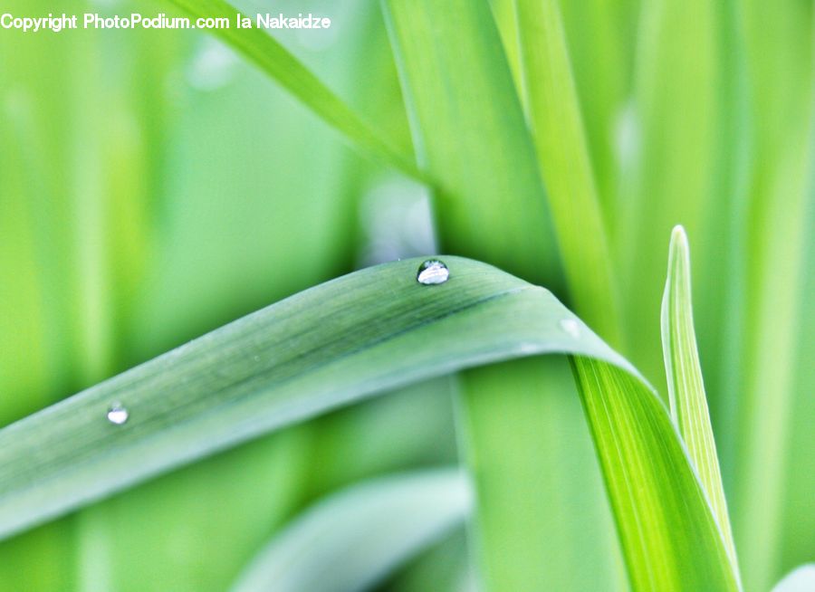 Field, Grass, Grassland, Plant, Droplet, Blossom, Flora
