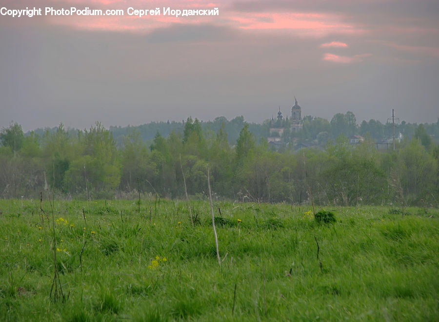 Field, Grass, Grassland, Land, Outdoors, Plant, Meadow