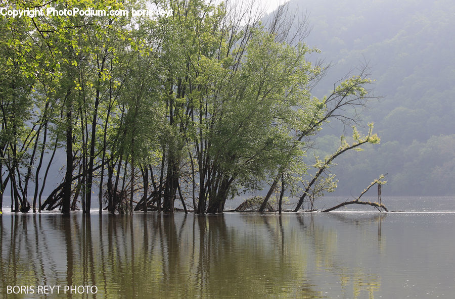 Plant, Tree, Willow, Field, Grass, Grassland, Landscape