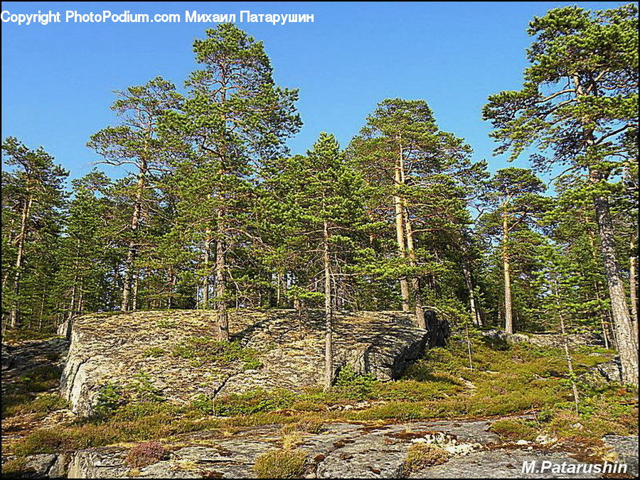 Forest, Grove, Land, Conifer, Fir, Plant, Tree