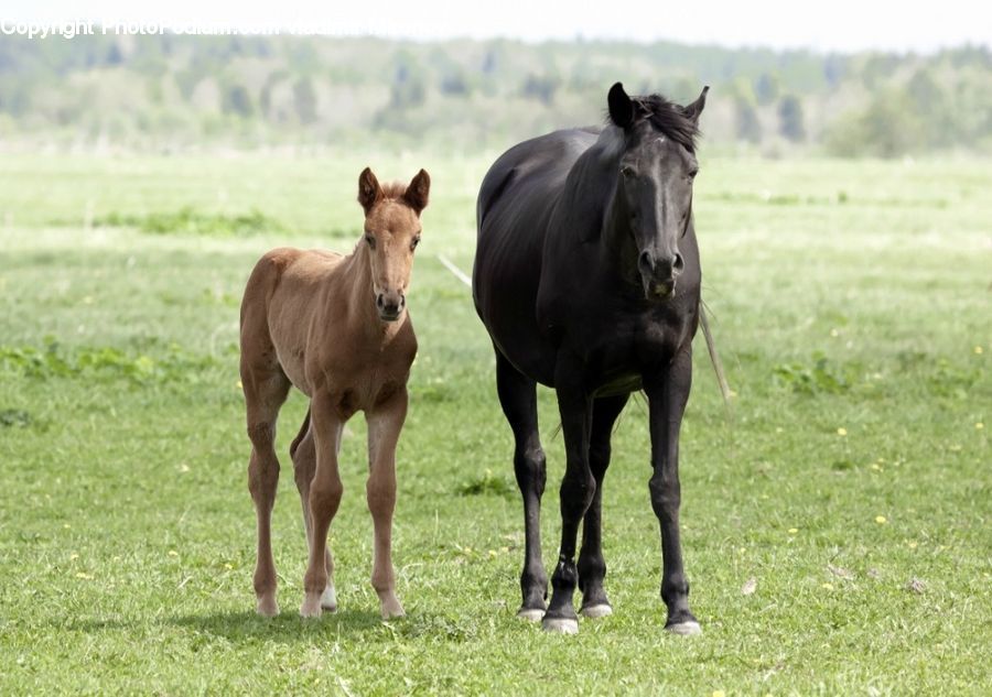 Animal, Colt Horse, Foal, Horse, Mammal, Stallion