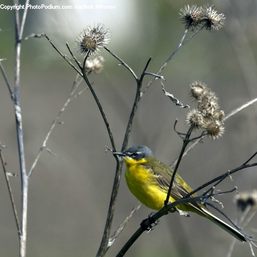 Bee Eater, Bird, Finch, Canary, Blossom, Flora, Flower