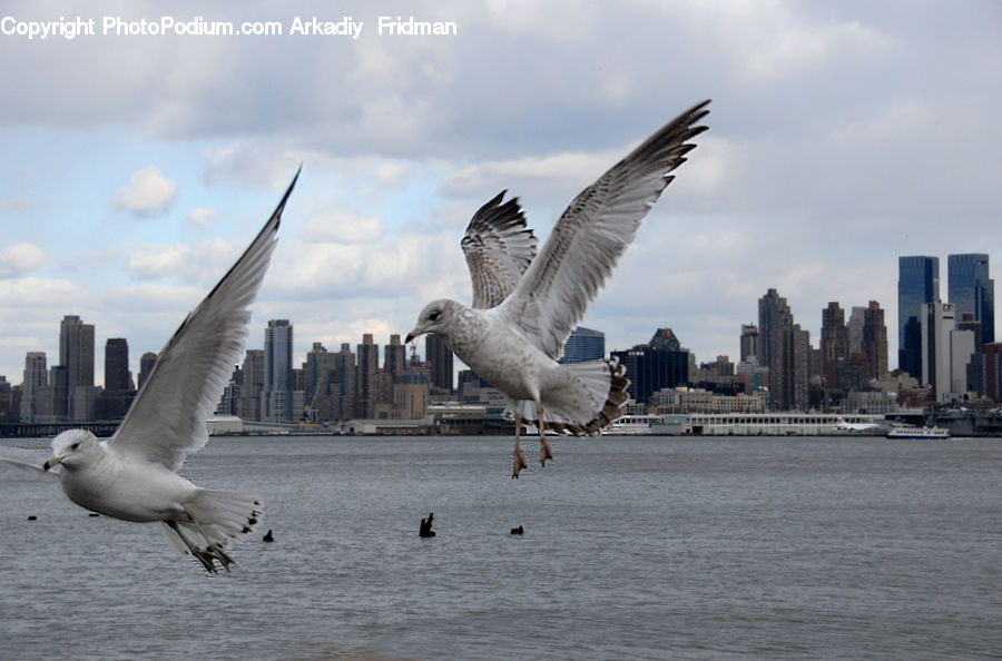Bird, Seagull, Goose, Waterfowl, Booby, Dove, Pigeon