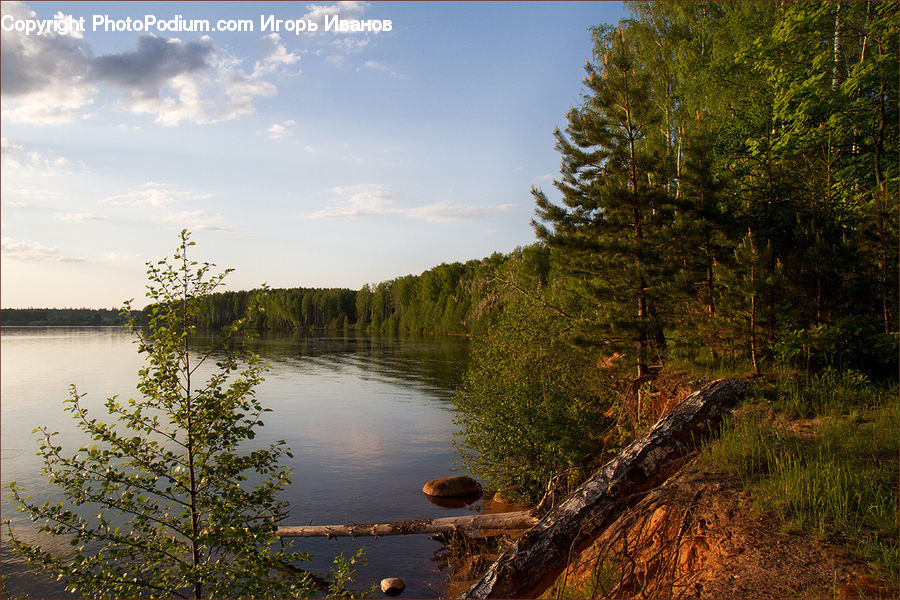 Forest, Vegetation, Bush, Plant, Grove, Land, Outdoors