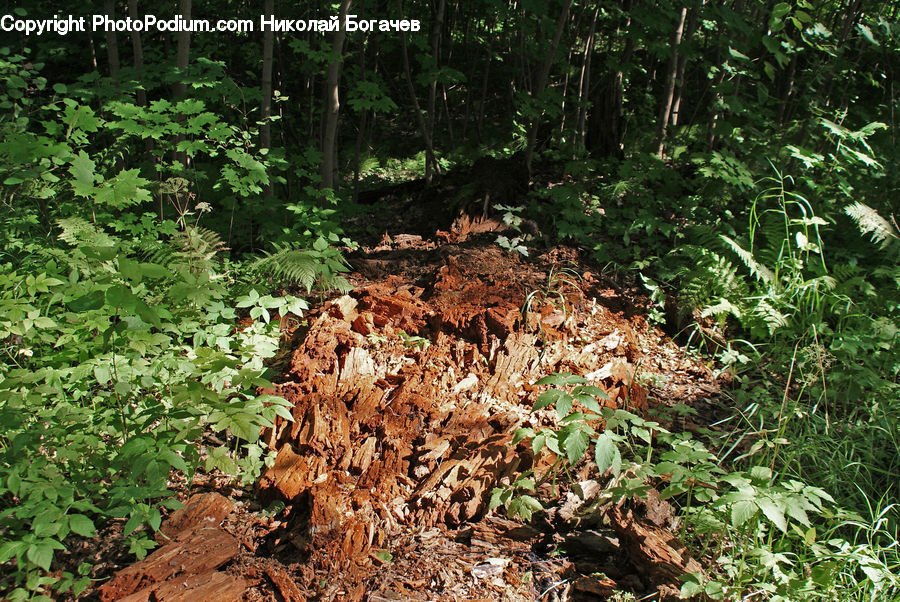 Forest, Vegetation, Plant, Soil, Bush, Jungle, Rainforest