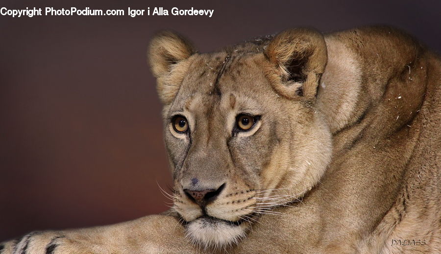 Animal, Lion, Wildlife, Cougar, Puma