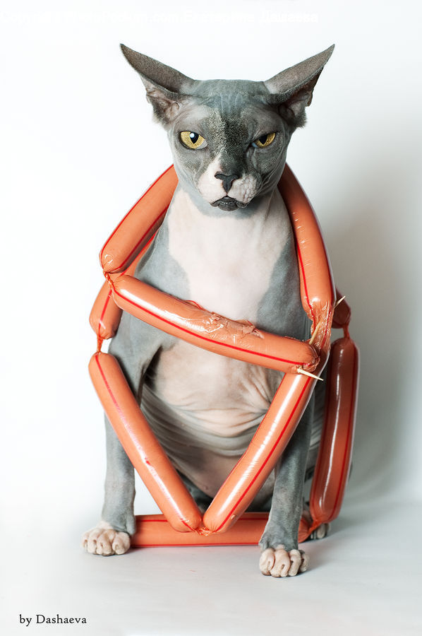 Animal, Cat, Pet, Siamese, Costume, Furniture, Footwear