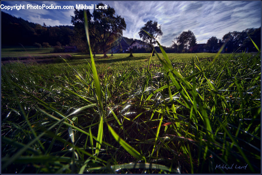 Field, Grass, Grassland, Plant, Land, Outdoors, Vegetation