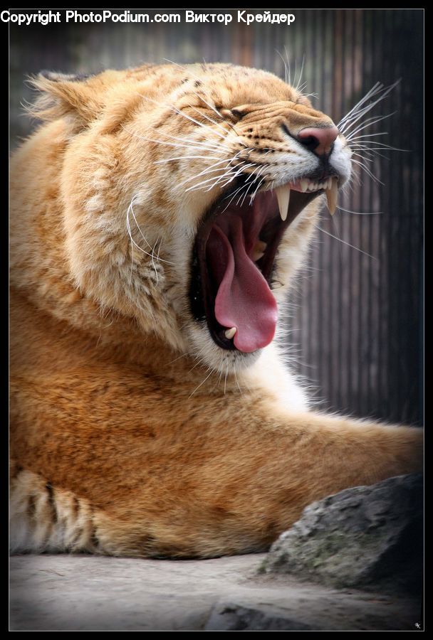 Animal, Cougar, Lion, Puma, Adorable, Abyssinian, Cat