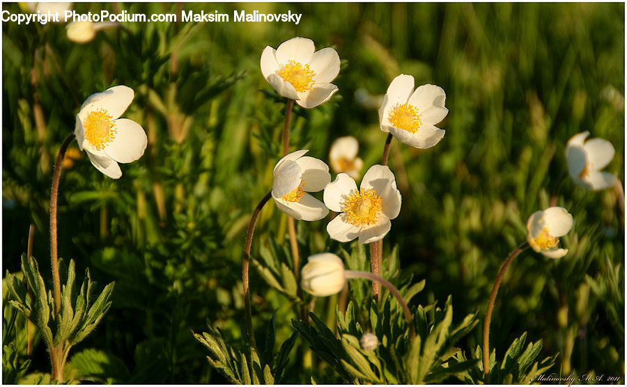 Blossom, Crocus, Flora, Flower, Plant, Fern, Pollen
