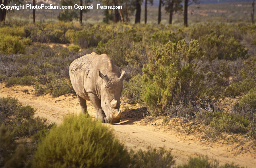 Animal, Mammal, Rhino, Elephant, Outdoors, Wilderness, Bush