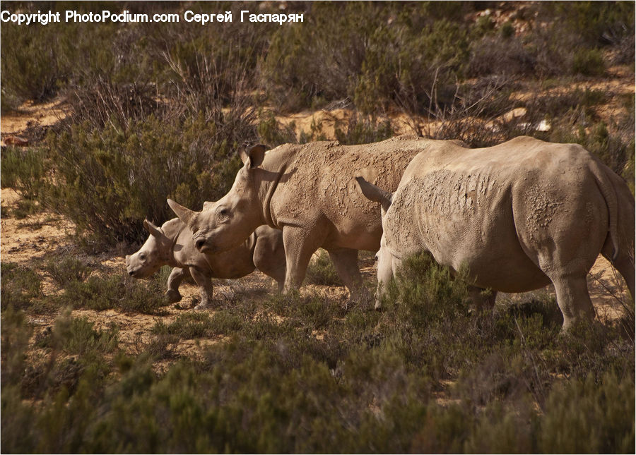 Animal, Elephant, Mammal, Rhino, Bush, Plant, Vegetation