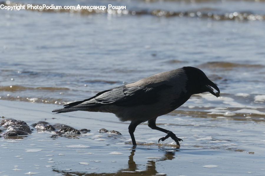 Bird, Blackbird, Crow